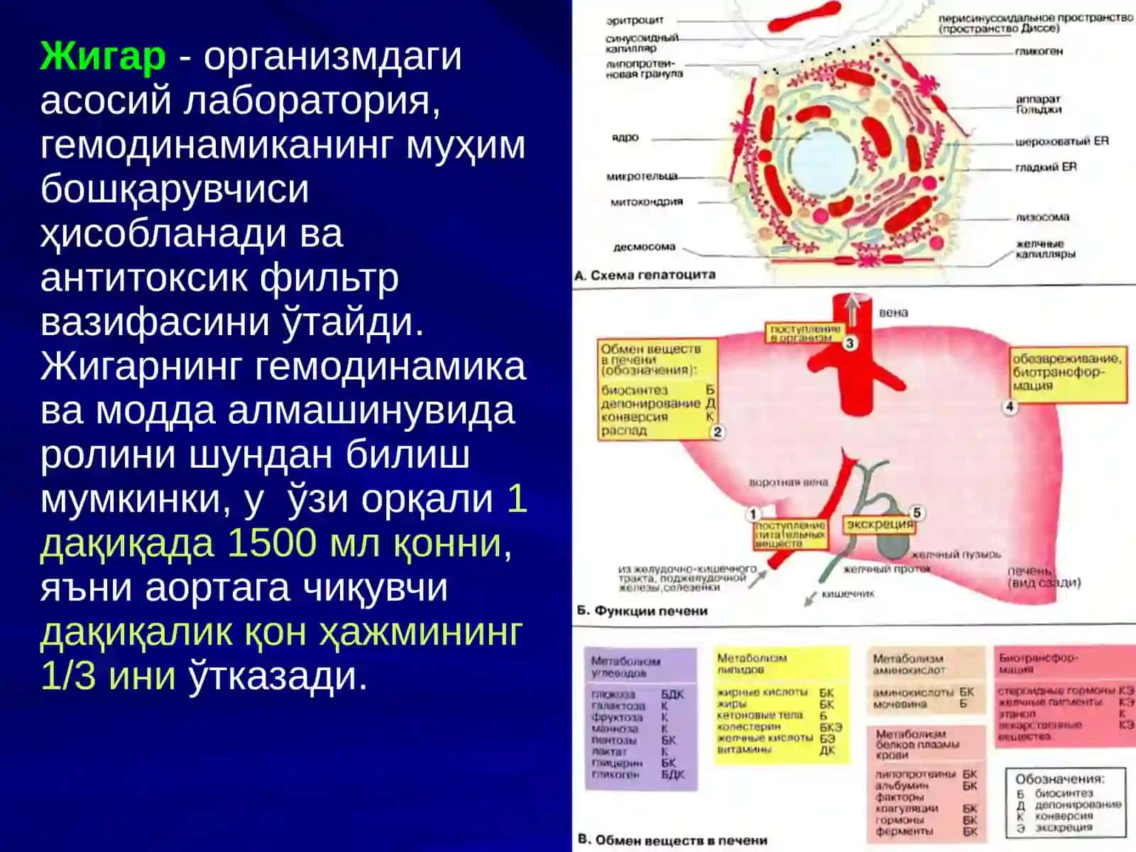 ЖИГАР, БИЛИАР ТИЗИМ ва ОШҚОЗОН ОСТИ БЕЗИ ЖАРРОҲЛИК АНАТОМИЯСИ 2