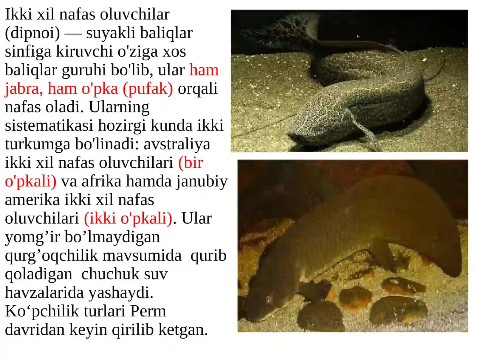 Ikkixilnafasoluvchilarkenjasinfi 2