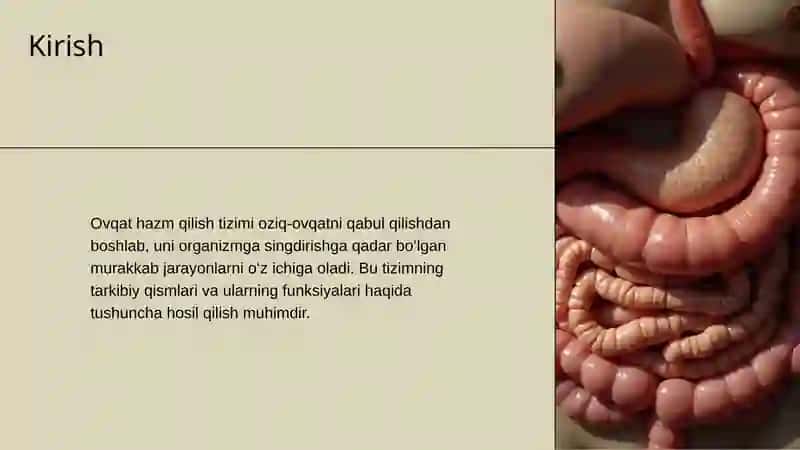 Ovqat hazm qilish tizimi 2