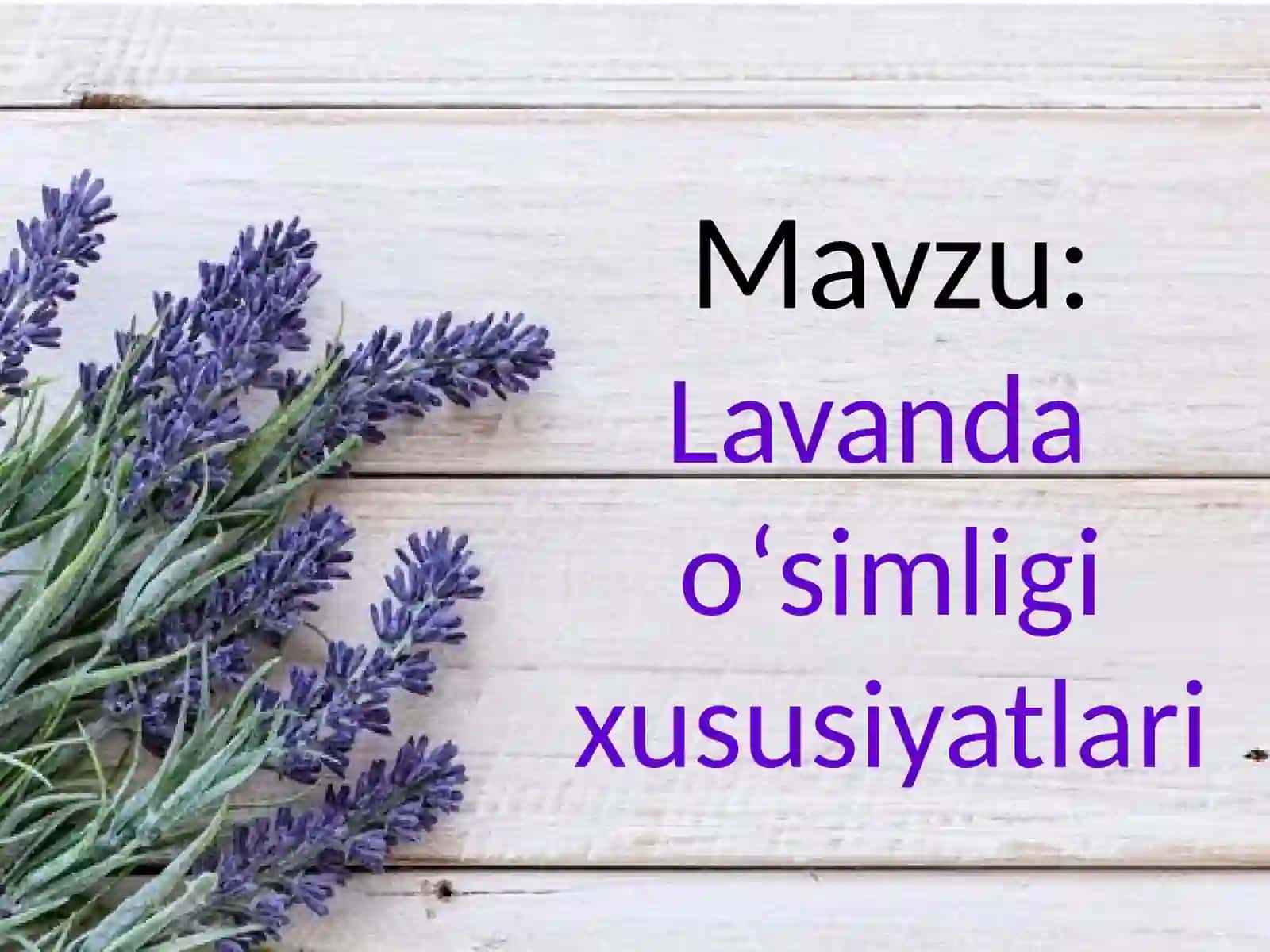 Lavanda o‘simligi xususiyatlari 2