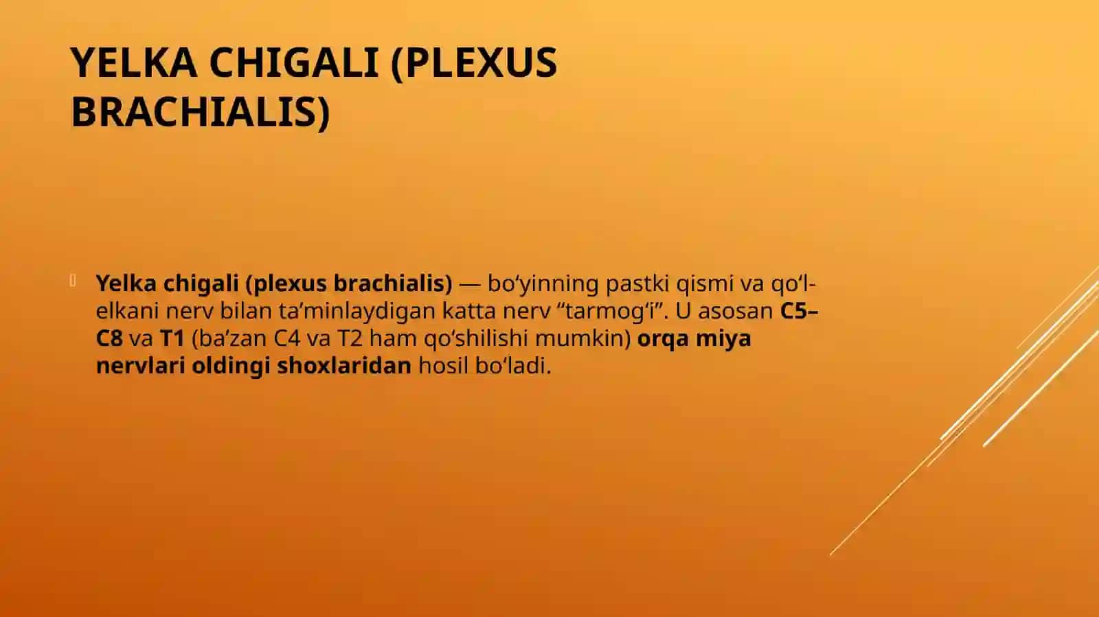 Yelkachigali (plexus brachialis) 2