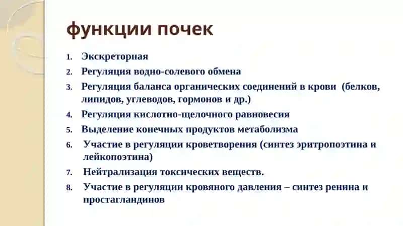 МОЧЕВЫДЕЛЕНИЯ И МОЧЕПОЛОВАЯ СИСТЕМА 2