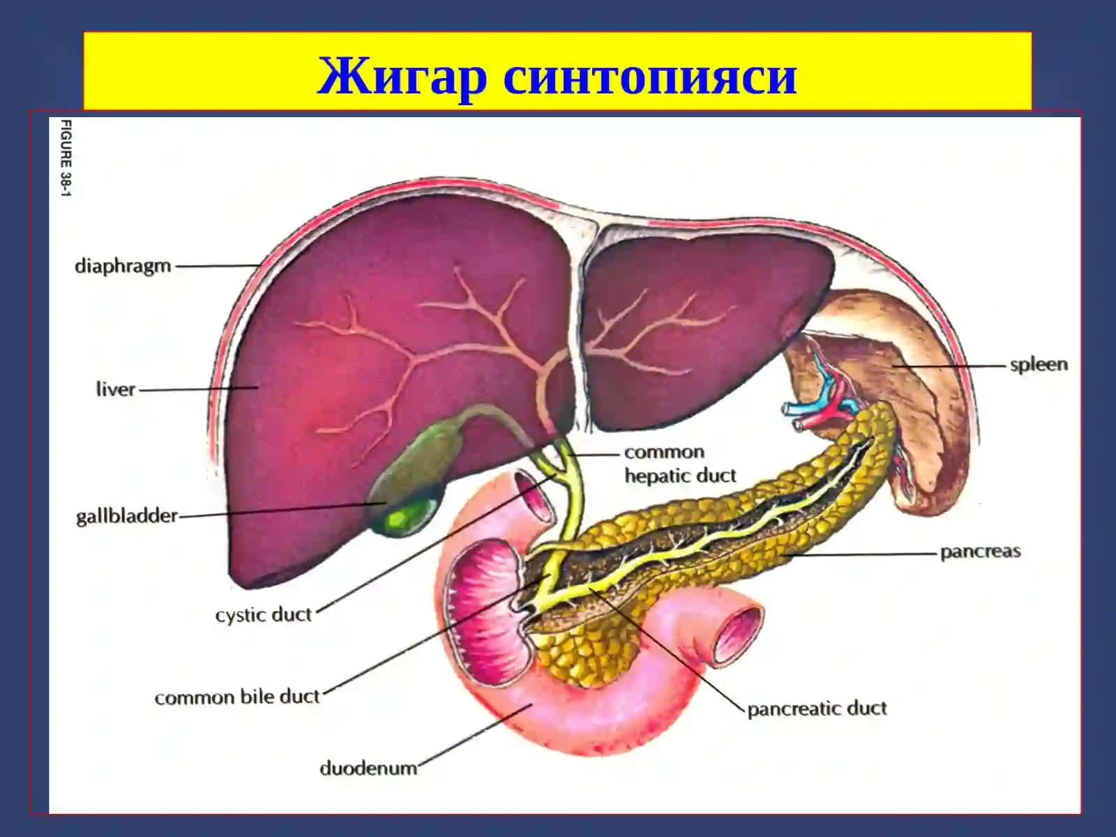 Жигар хирургик касалликлари 2