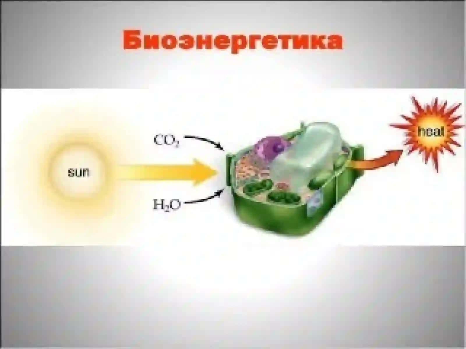 Biomassa energiyasi 2