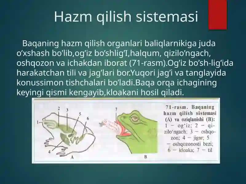 Ko'l baqasining ichki tuzilishi 2