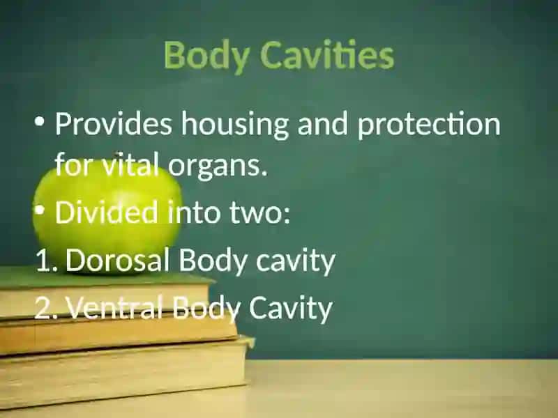 Body systems and body cavities 2