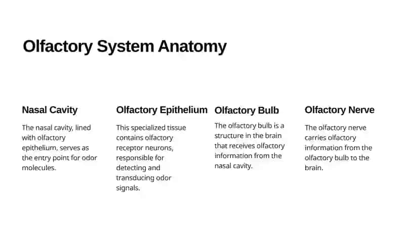 Histophysiology of Smell 2