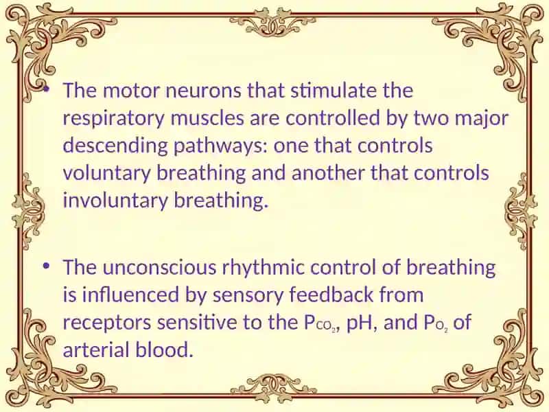 Regulation of breathing 2
