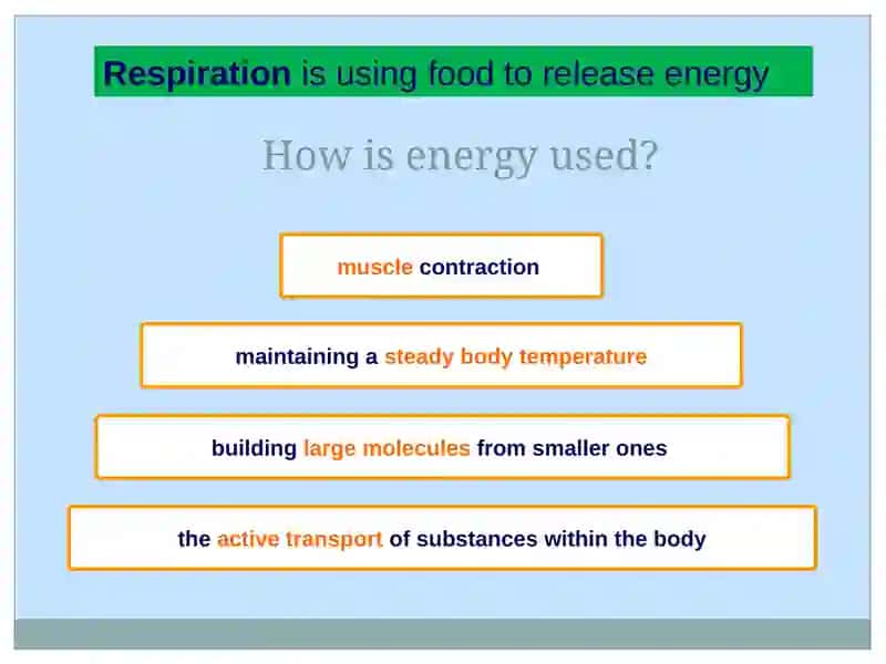 Respiration 2