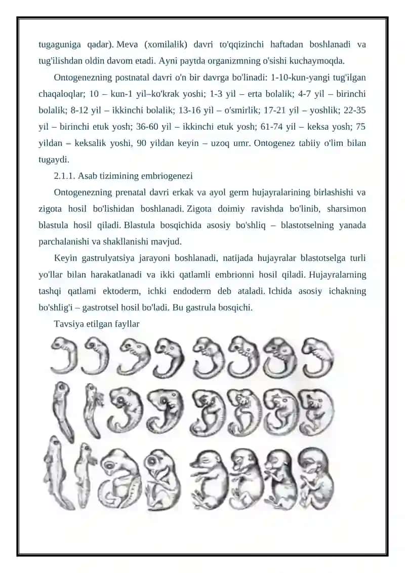 Asab tizimining ontogenezi 2