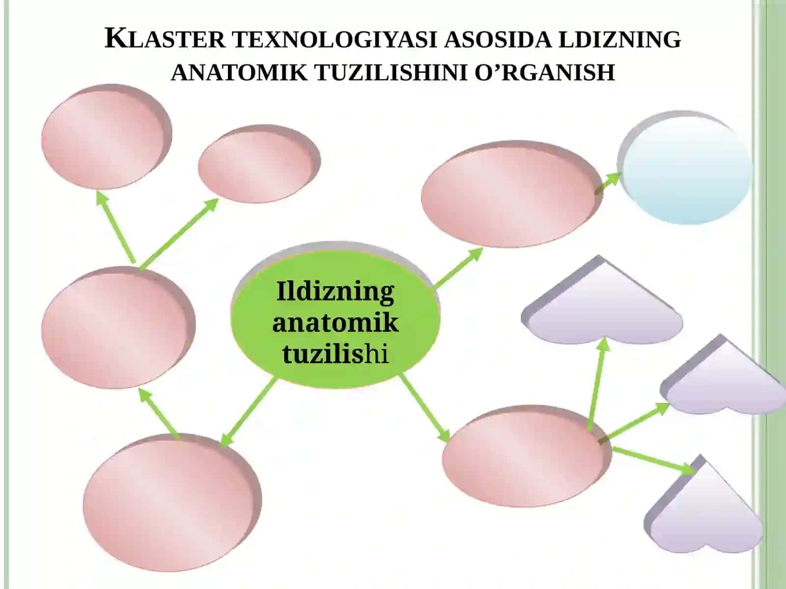 Ildizning anatomik tuzilishi 2