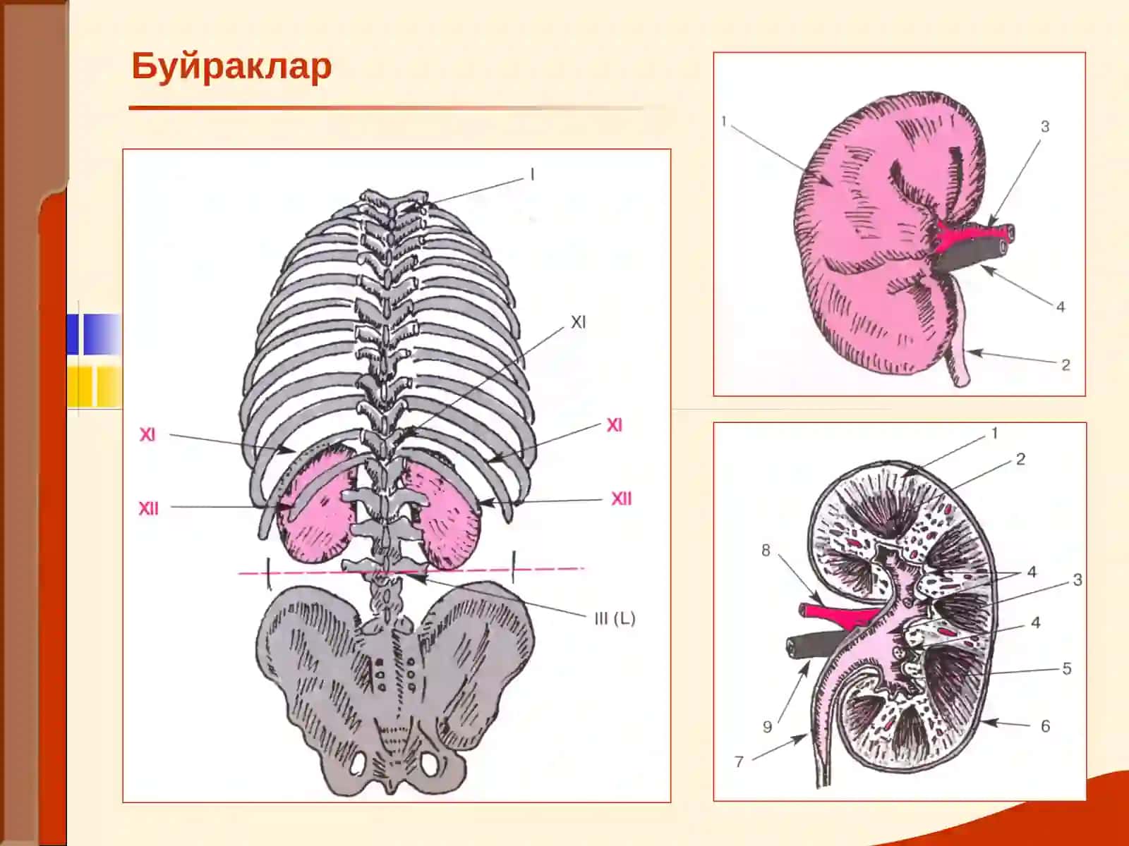 Буйраклар 2