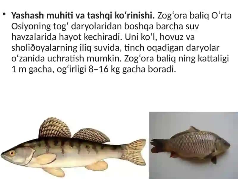Baliqlar sinfi Tashqituzilishi 2