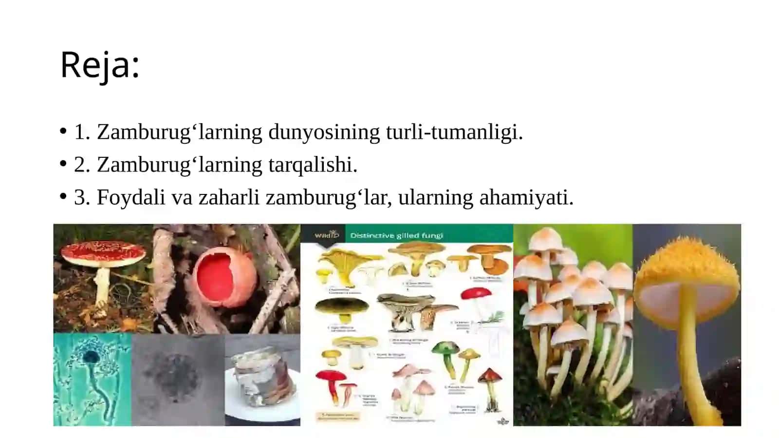 zamburug'lar 2