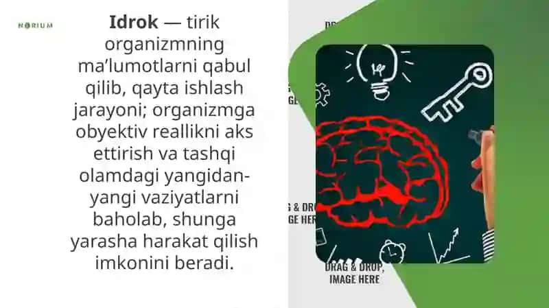Idrok haqida tushuncha va uning xususiyatlari 2