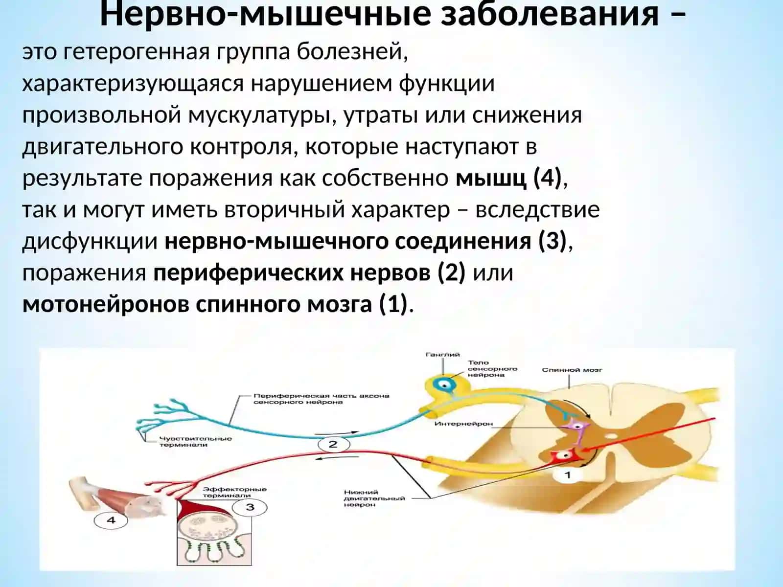 НАЛЕДСТВЕННЫЕ МИОПАТИИ 2