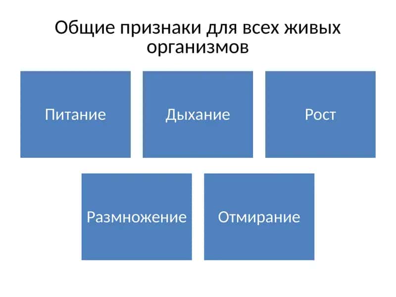 Rastitelnый organizm 2