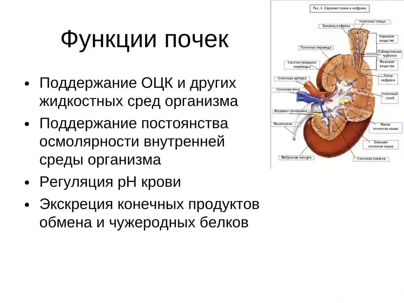 Острая почечная недостаточность у детей 2