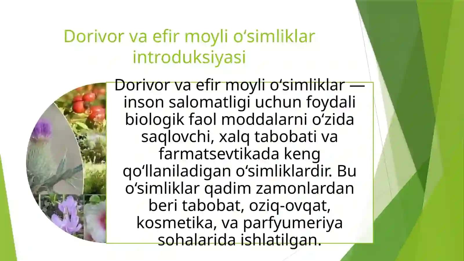 Dorivor va efir moyli oʻsimliklar introduksiyasi 2