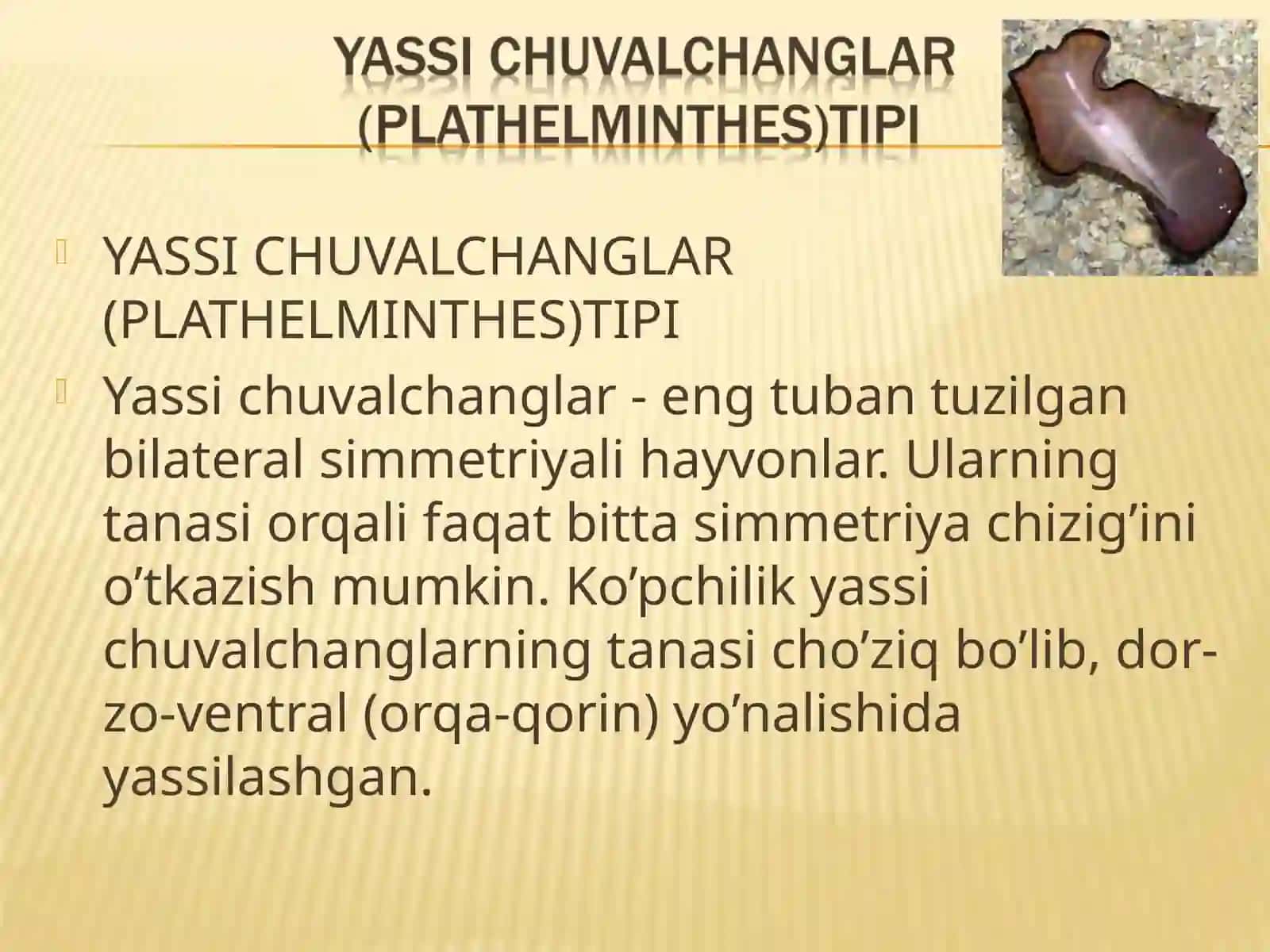 YASSI CHUVALCHANGLAR (PLATHELMINTHES)TIPI 2