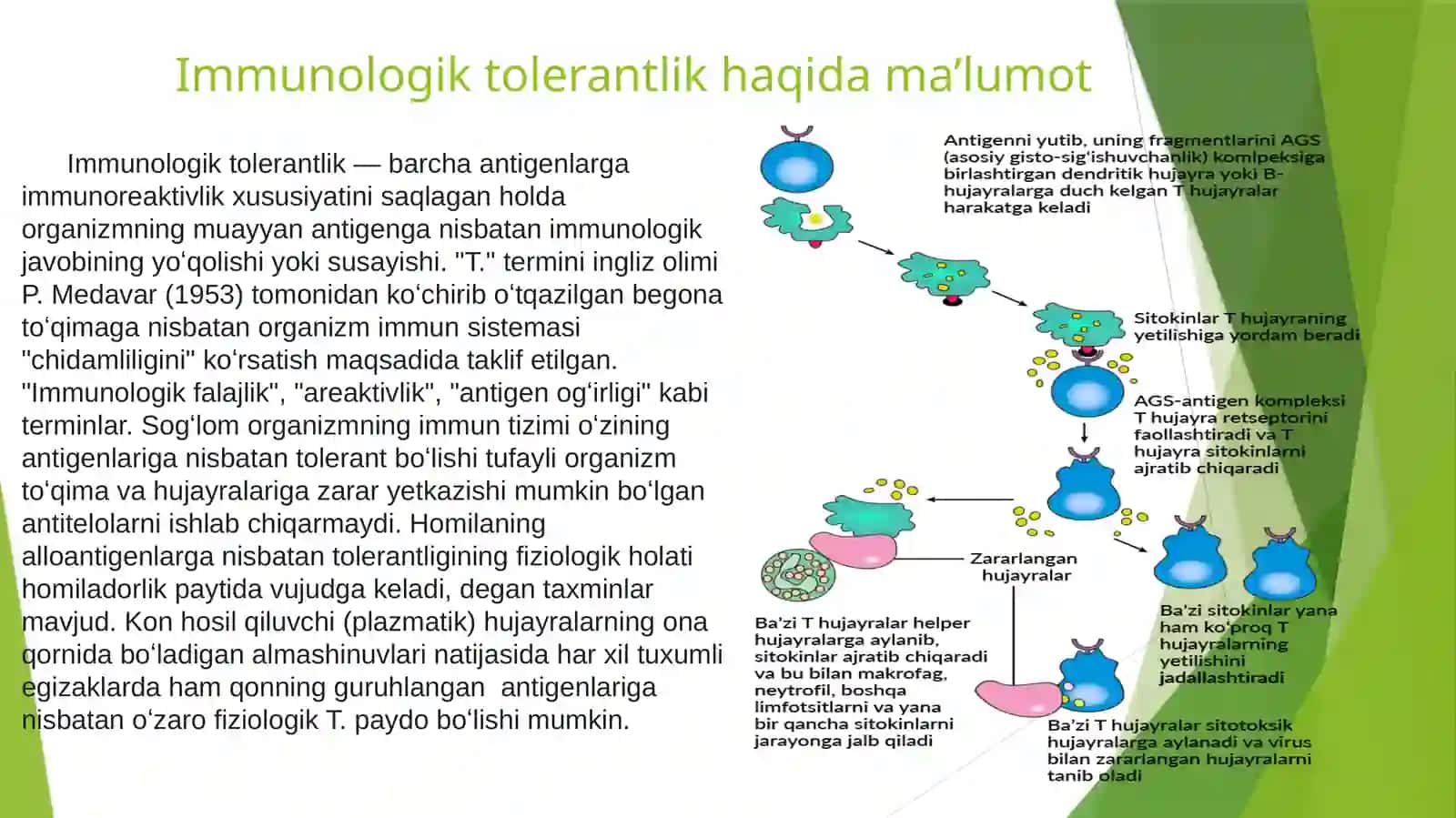 Immunologik tolerantlik haqida ma’lumot 2
