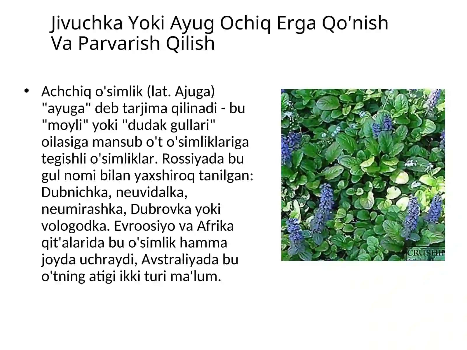 Achchiq o'simlik (lat. Ajuga) 2