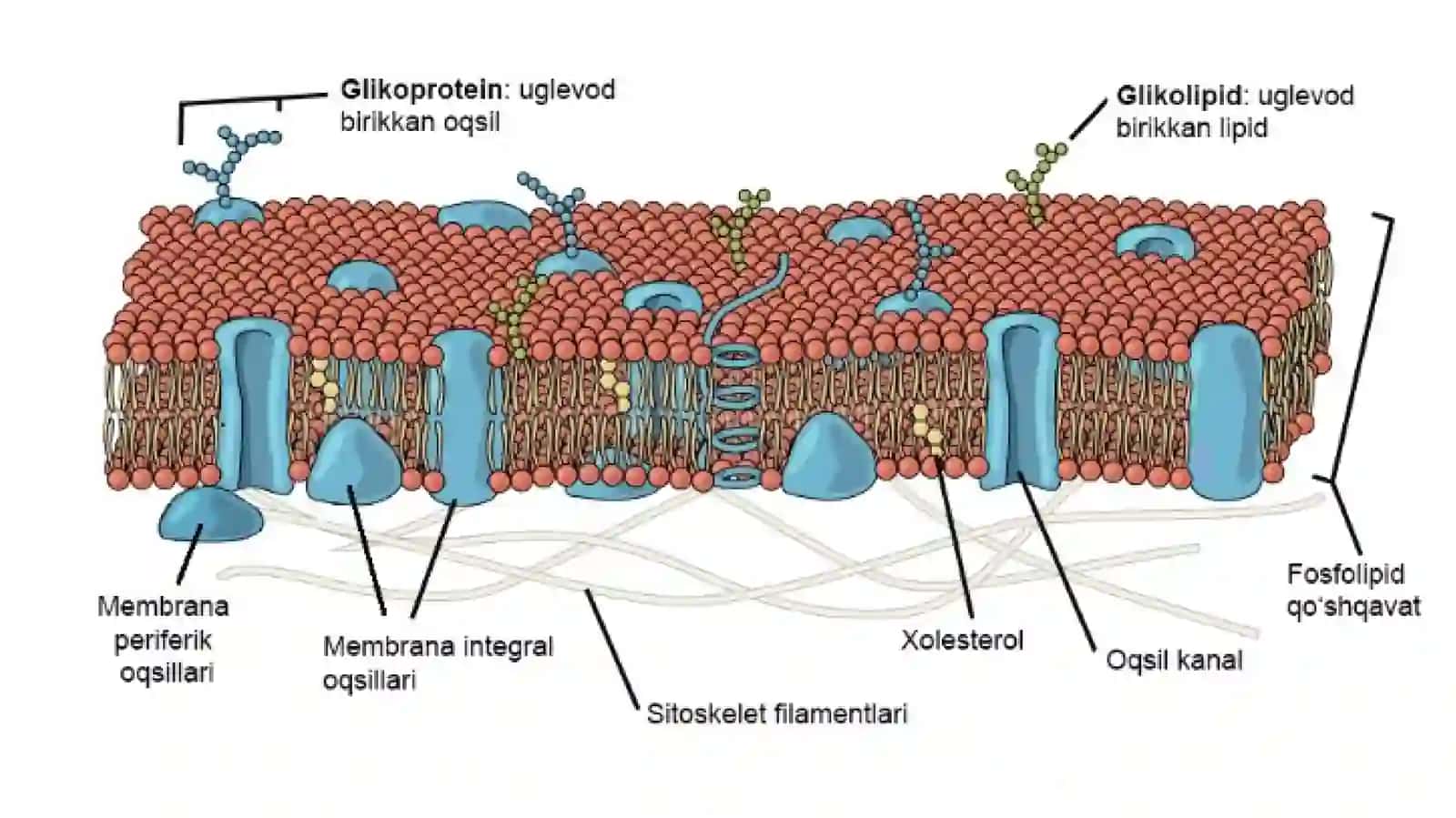Hujayra membranasi biokimyosi 2