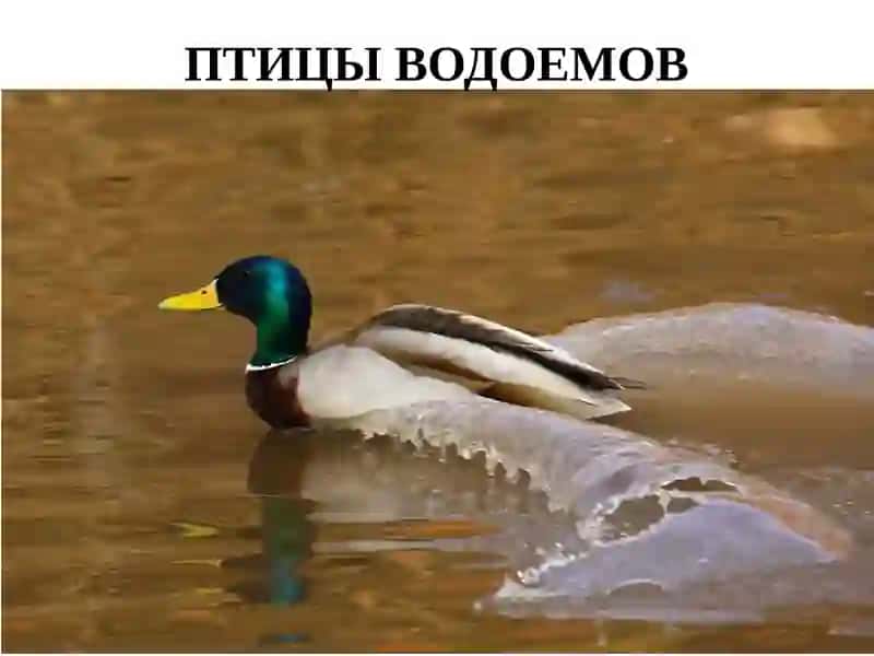 ВОДНО-БОЛОТНЫЕ ПТИЦЫ 2