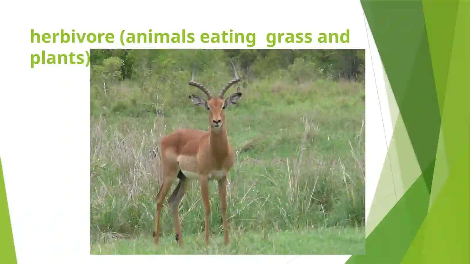 ANIMALS 2