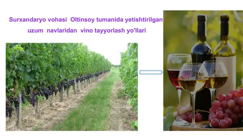 Qizil va oq vinolar 2