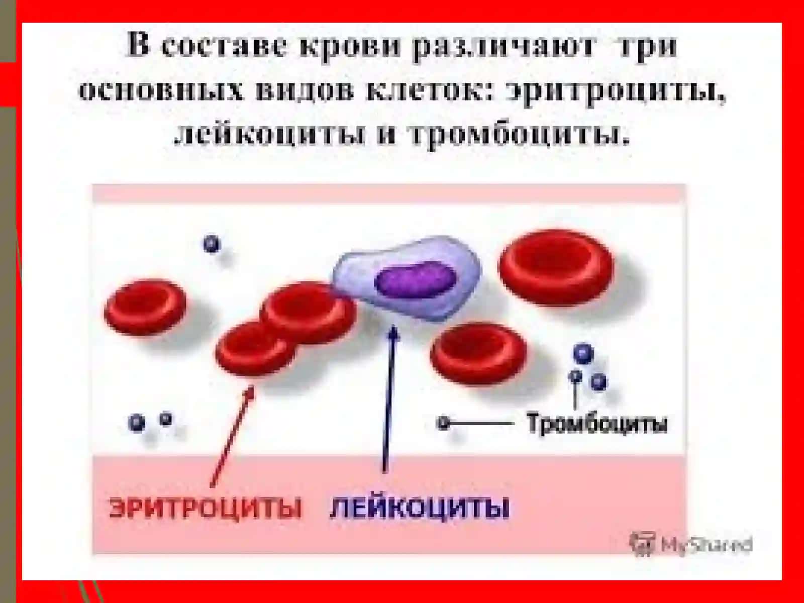ЭРИТРОЦИТЛАР ПАТОФИЗИОЛОГИЯСИ 2