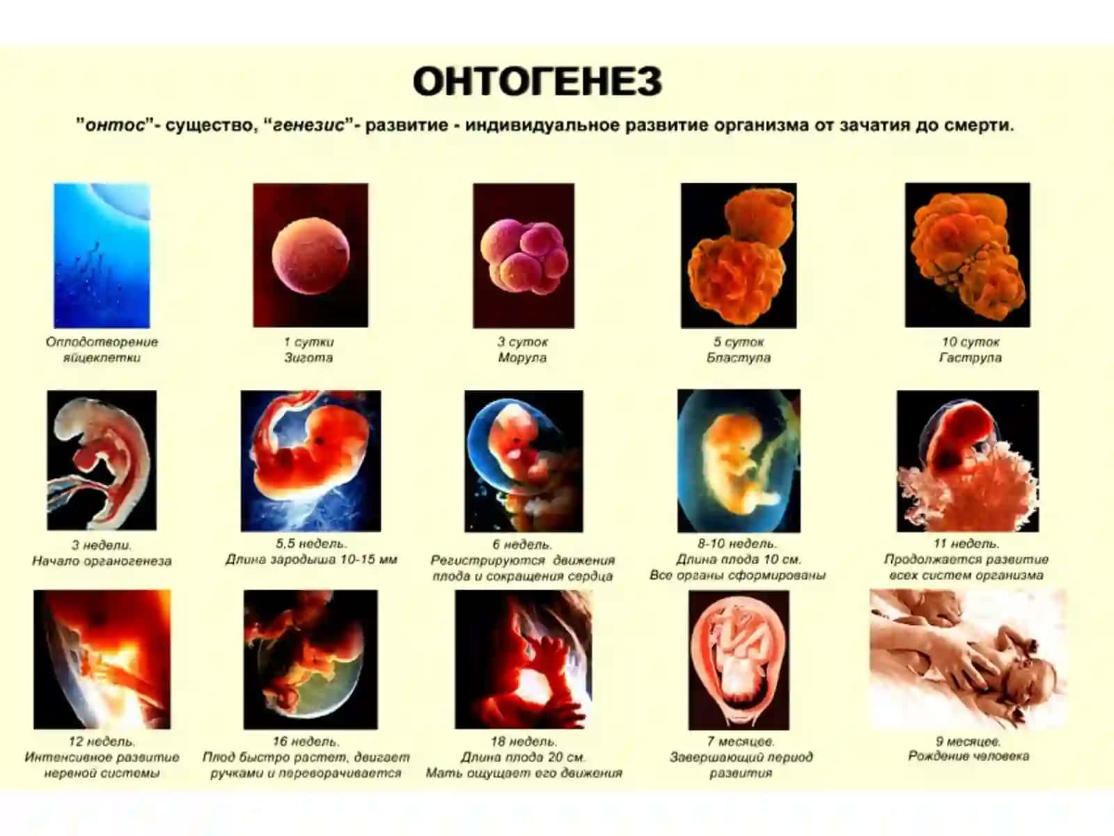 Онтогенез нервной системы 2