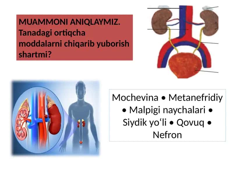 Ayirish sistemasi 2