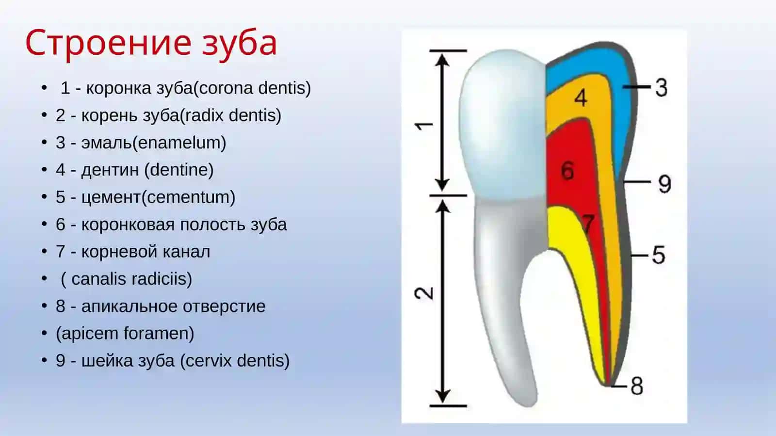 АНАТОМИЯ ЗУБОВ 2