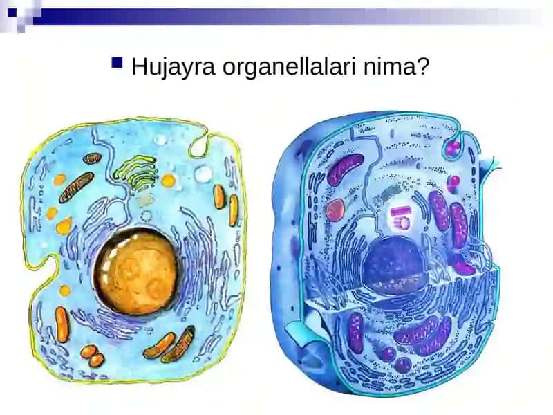 Mitoxondriya 2