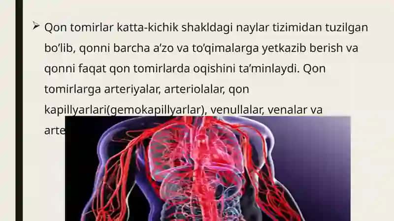 Qon. Qon tomirlarining tuzilishi. Tomirlarning sinflanishi. 2