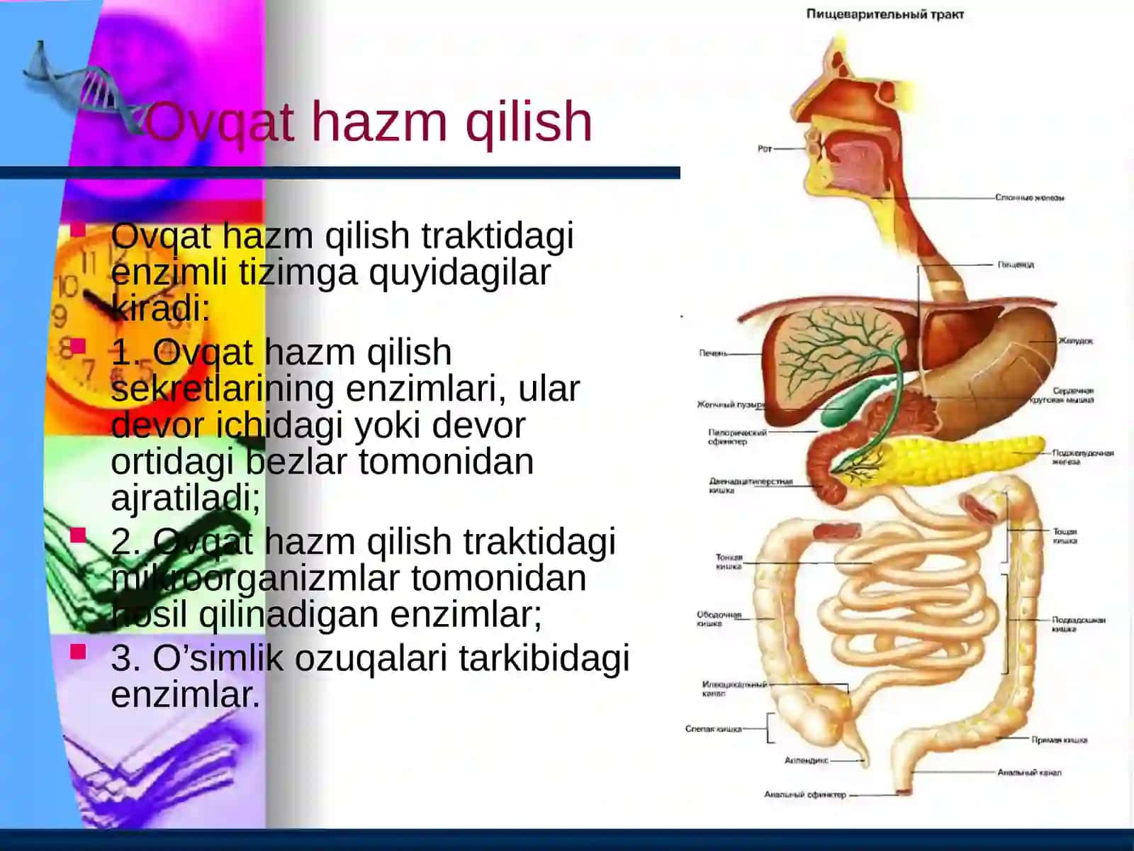 Ovqat hazm qilish 2