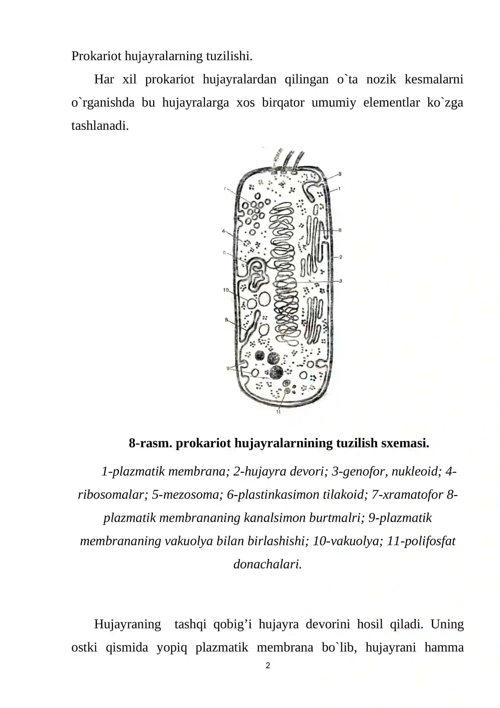 Prokariot hujayralarning tuzilishi 2