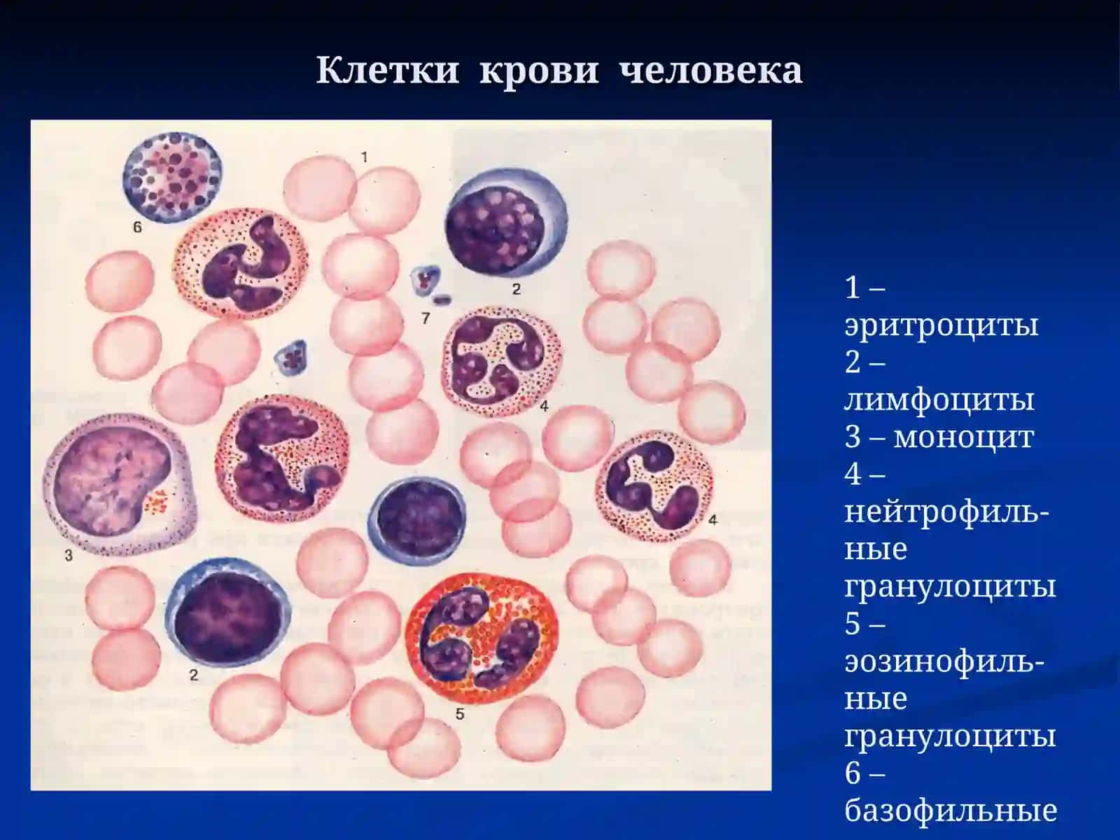 Кровь и кроветворение 2