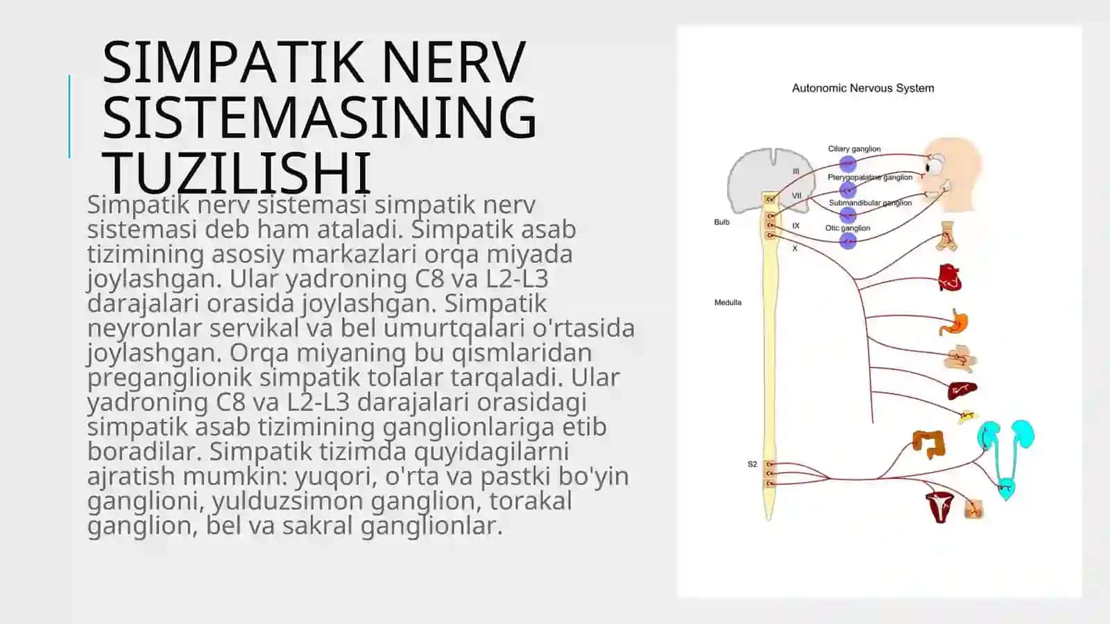 SIMPATIK NERV TIZIMI 2