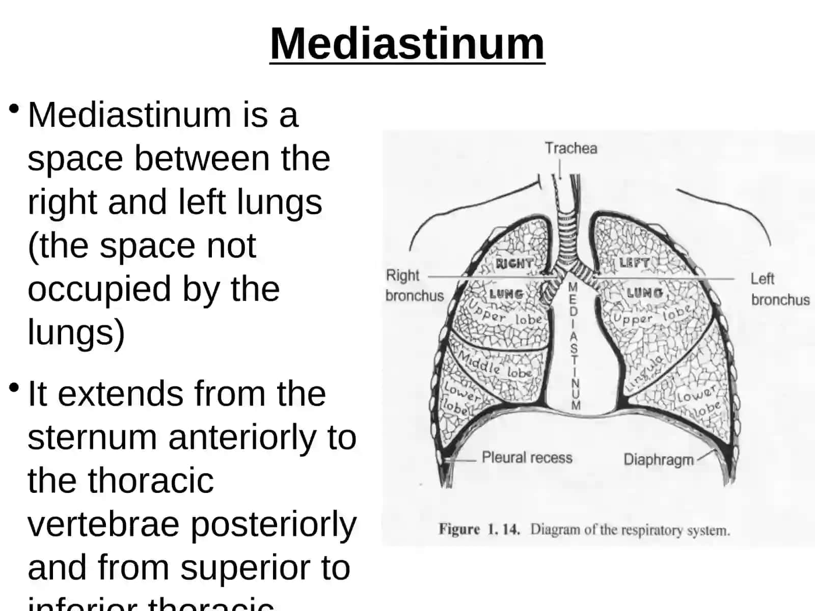 MEDIASINUMDAN QALB 2