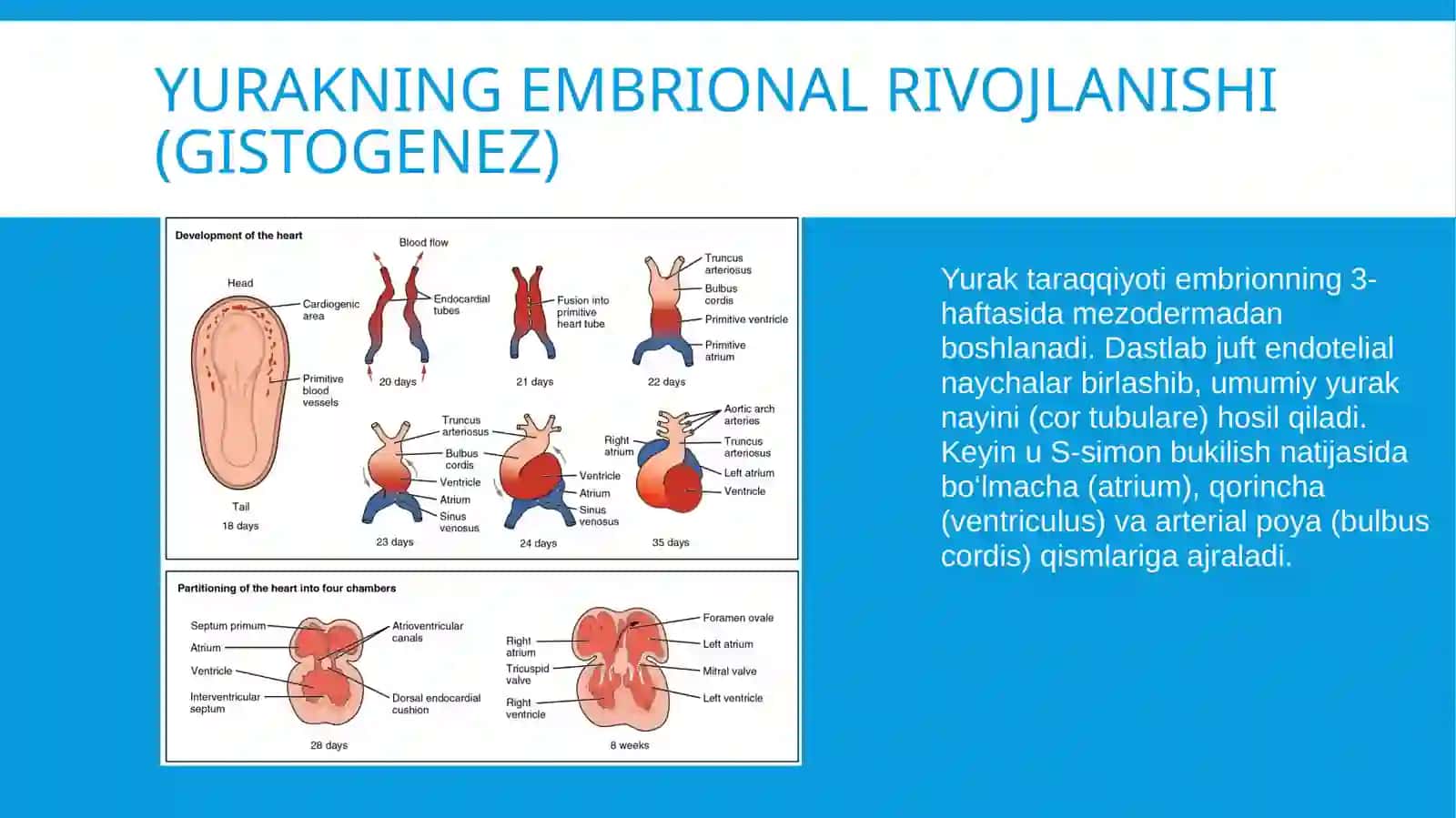 Anatomiya fanidan mustaqil ish/yurAK 2