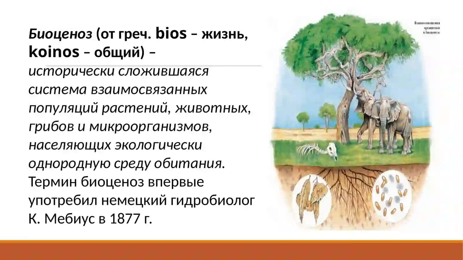 Учение о биоценозе и экосистемы 2