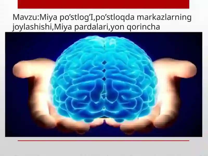 Miyapo’stlog’I, po’stloqdamarkazlarning joylashishi 2