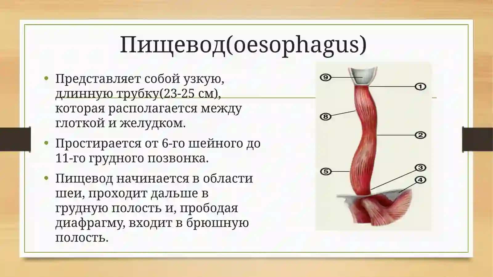 Пищевод (oesophagus) 2
