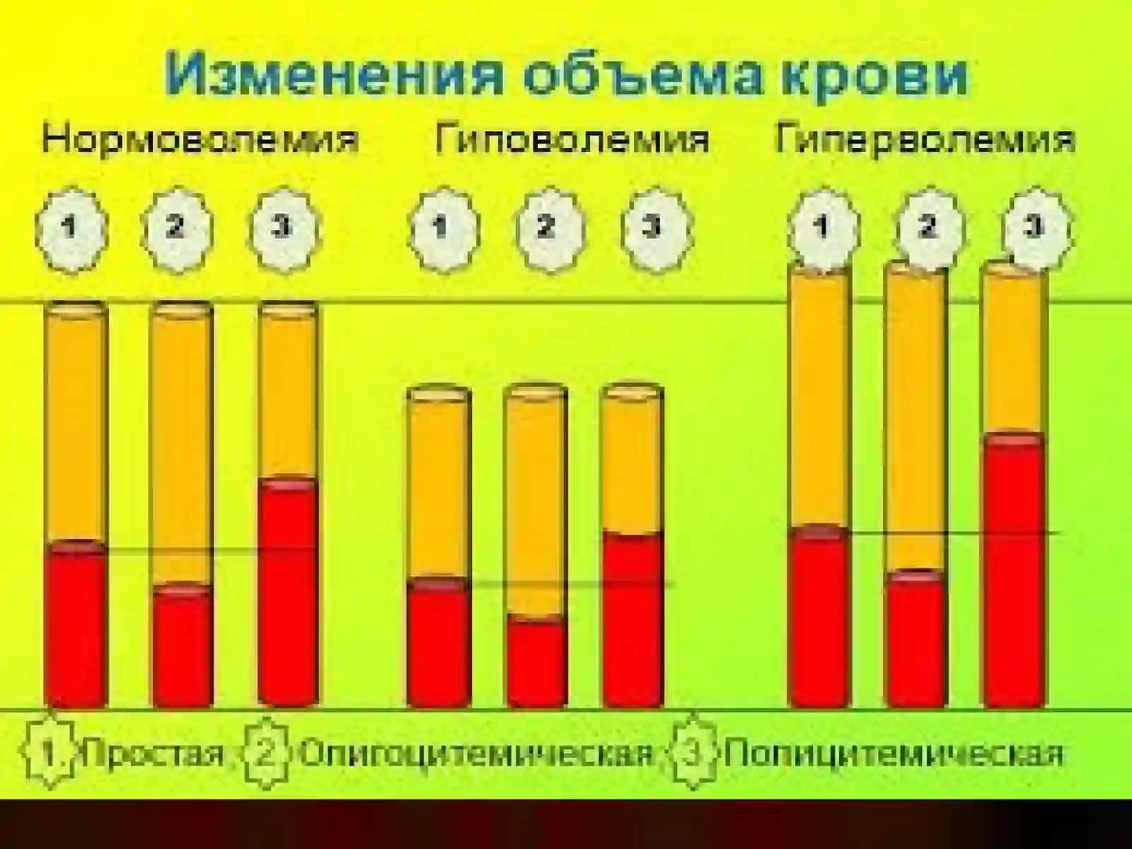 СХЕМА КРОВЕТВОРЕНИЯ 2