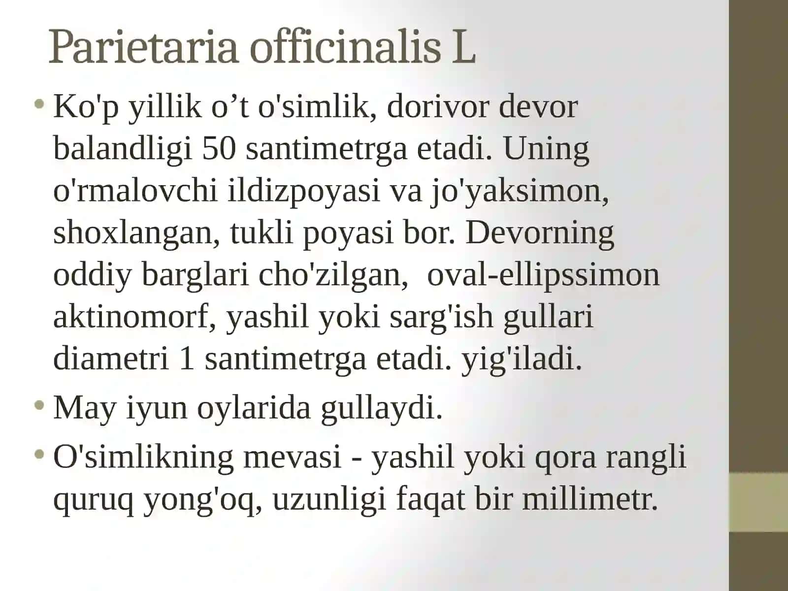 Parietaria officinalis L 2