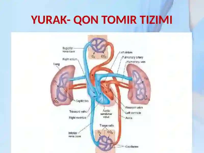 Yurak-Qontomir Tizimi 2