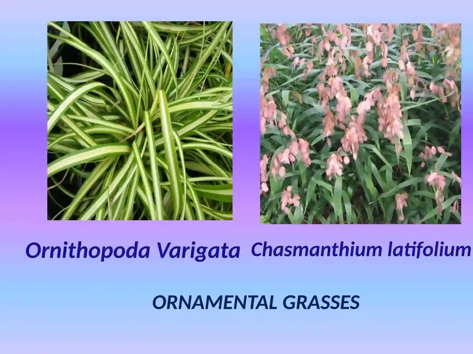 Cereals and Grasses 2