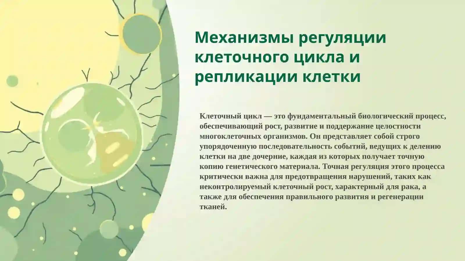 Механизмы регуляции клеточного цикла и репликации клетки 2